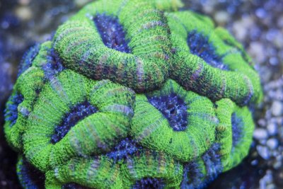 acan colony.jpg