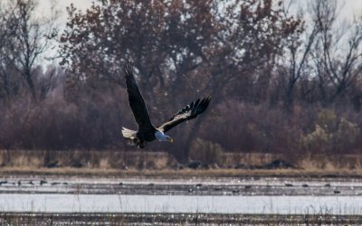 bald eagle running with meal.jpg