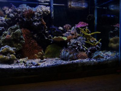 reef tank 100.jpg reef tank 100.jpg