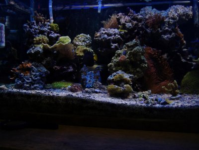 reef tank 099.jpg reef tank 099.jpg