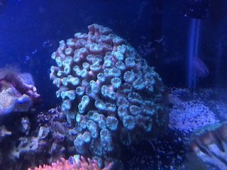 Details about   Formosa/coral/28mm~33mm.each price
