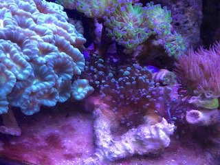 Details about   Formosa/coral/28mm~33mm.each price