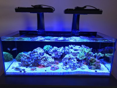 updated tank picture..JPG