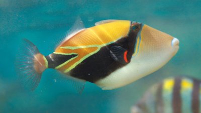 reef-triggerfish_620.jpg