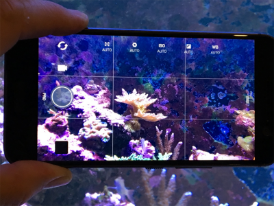 Your Guide to Aquarium Photography #5 - Taking Better Pictures with Mobile Phone Cameras