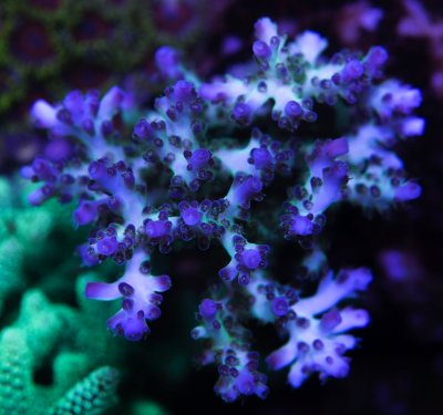 Firefish_5.JPG
