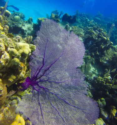 Purple sea fan (1 of 1).jpg