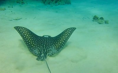 spotted eagle ray 3 (1 of 1).jpg