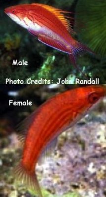 Paracheilinus_filamentosus male-Female.jpg
