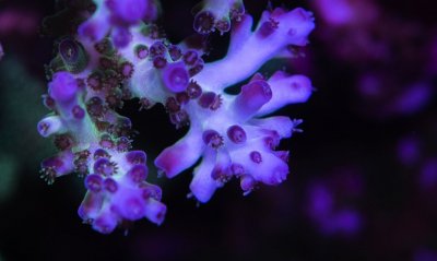 Firefish_4.JPG