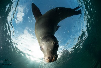 Sea lion close up.jpg