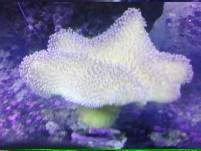 gold toadstool coral white polyps.jpg
