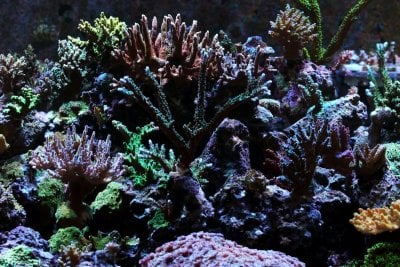 R2R Reef of the Month: Fadi's 180-gallon SPS Reef - April 2018