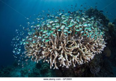 blue-green-chromis-over-coral-reef-chromis-viridis-komodo-national-gp266h.jpg