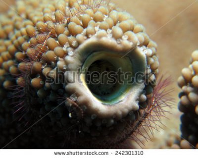 stock-photo-spirobranchus-christmas-tree-worm-hole-in-hard-coral-242301310.jpg