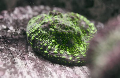FeedingCoralsDSC025282.jpg