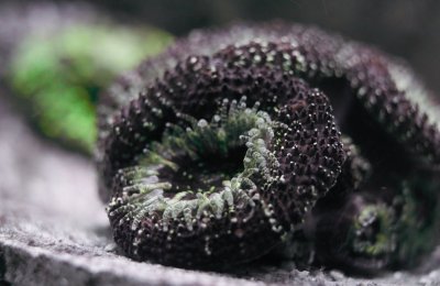FeedingCoralsDSC025272.jpg