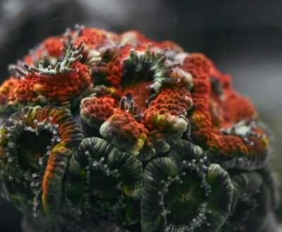 FeedingCoralsDSC025232.jpg