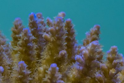 SPS corals Orphek LED00003.jpg