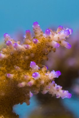 SPS corals Orphek LED00002.jpg