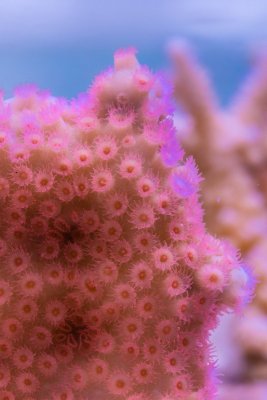 SPS corals Orphek LED00005.jpg