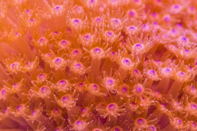 SPS corals Orphek LED00006.jpg