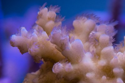 SPS corals Orphek LED00007.jpg