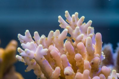 SPS corals Orphek LED00008.jpg