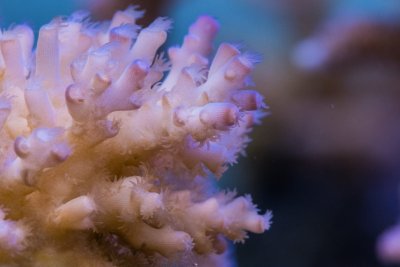 SPS corals Orphek LED00009.jpg