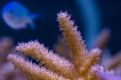 SPS corals Orphek LED00016.jpg