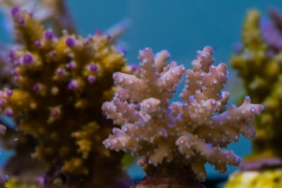 SPS corals Orphek LED00019.jpg