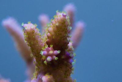 SPS corals Orphek LED00020.jpg