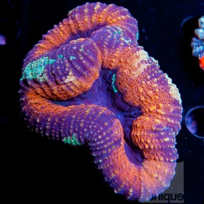 How to love your Lobo: Tips for success with Lobophyllia