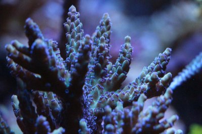 fish tank 060.jpg