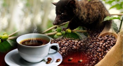 coffeeplantation-luwakcoffee (1).jpg