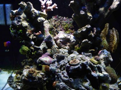 my 60 gallon cube