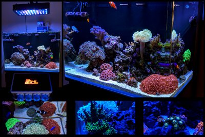 reeferfoxx_30gtank.jpg