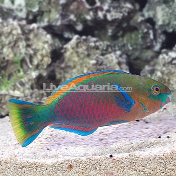 Quoyi Parrotfish.jpg