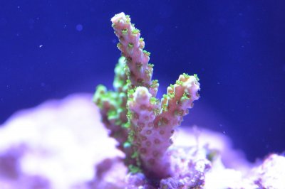 Coral 5 18-06-28.jpg