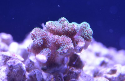 Coral 3 18-06-28.jpg