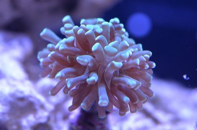 Coral 1 18-06-28.jpg
