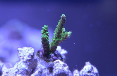 Coral 7 18-06-28.jpg