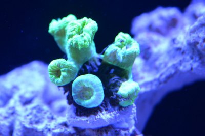 Coral 2 18-06-30.jpg