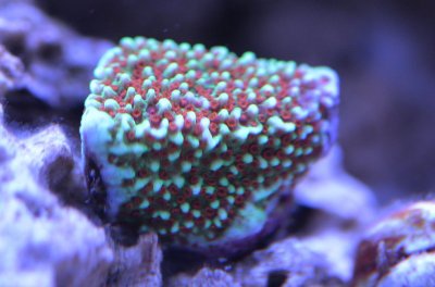 Coral 3 18-06-30.jpg