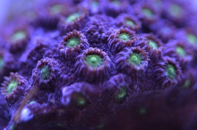 Coral 1 2018-07-07.jpg