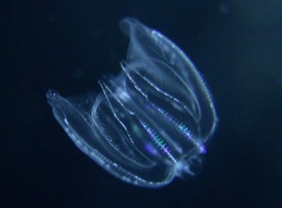 Comb jellyfish.jpg