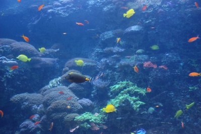 Georgia Aquarium 1.jpg