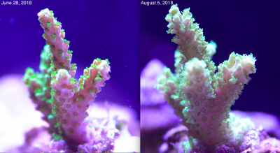 Coral Growth 18-08-05 2.png