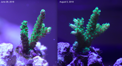 Coral Growth 18-08-05.png