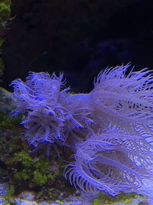 coral5.jpg